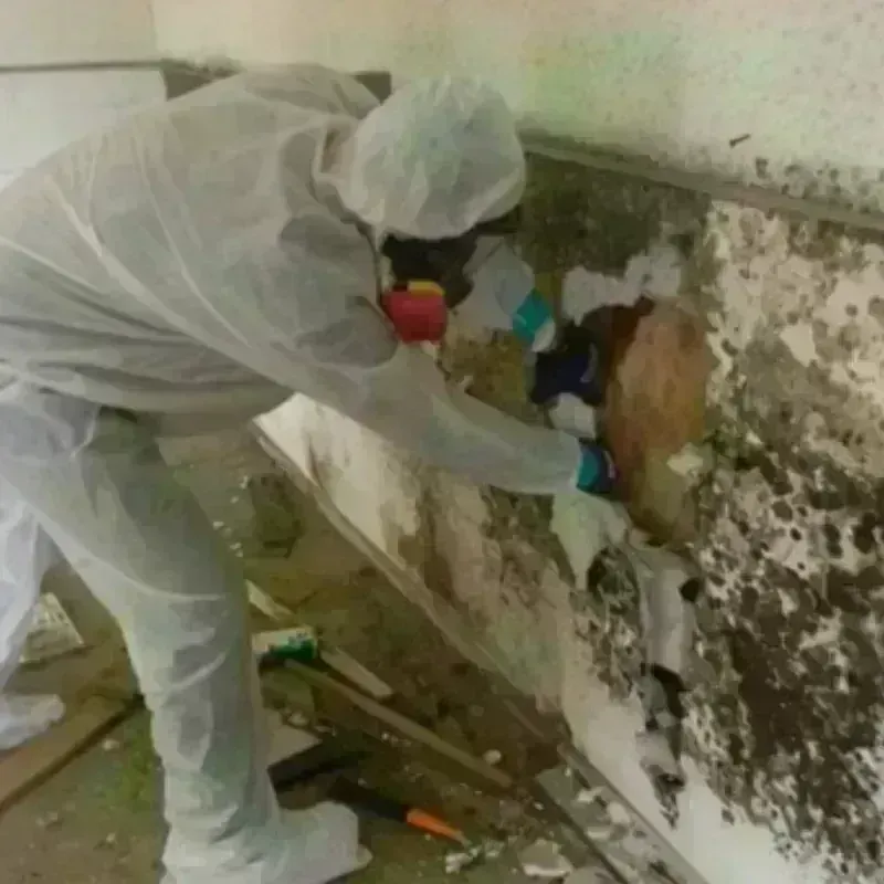 Mold Remediation and Removal in Sherman, CT